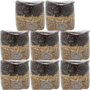 All In One Mushroom Grow Bags 8-Pack